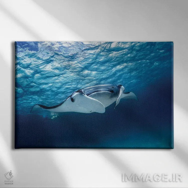 تابلو مانتا ری (نوعی سفرهماهی) اثر باراتیو گابریل - نمای روبهرو روی دیوار