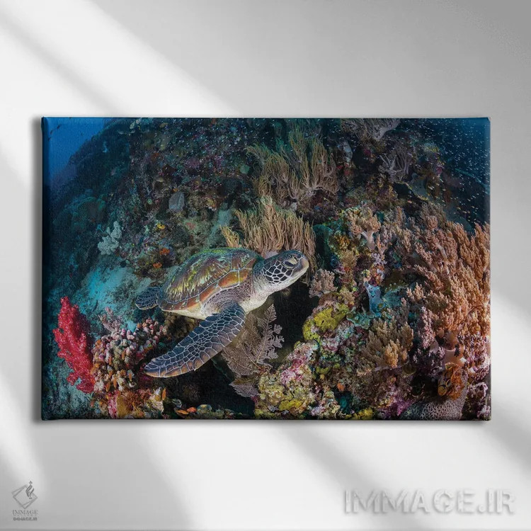 تابلو باغ مرجانی و لاکپشت سبز اثر باراتیو گابریل - نمای روبهرو روی دیوار