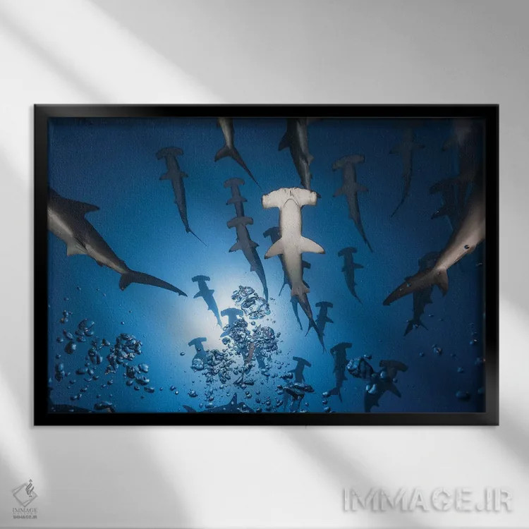 تابلو کوسه چکشی اثر باراتیو گابریل - نمای قابدار مشکی