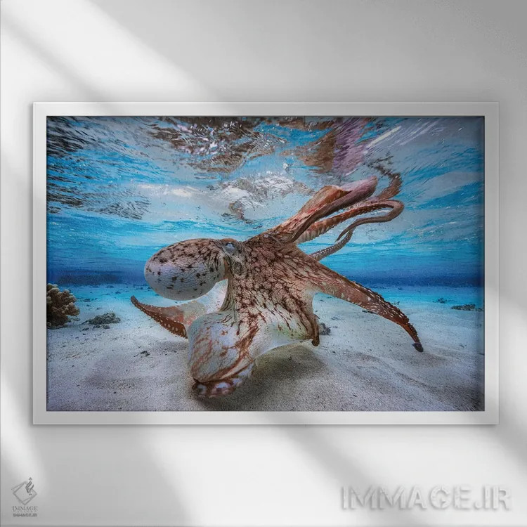 تابلو اختاپوس رقصان اثر باراتیو گابریل - نمای قابدار سفید