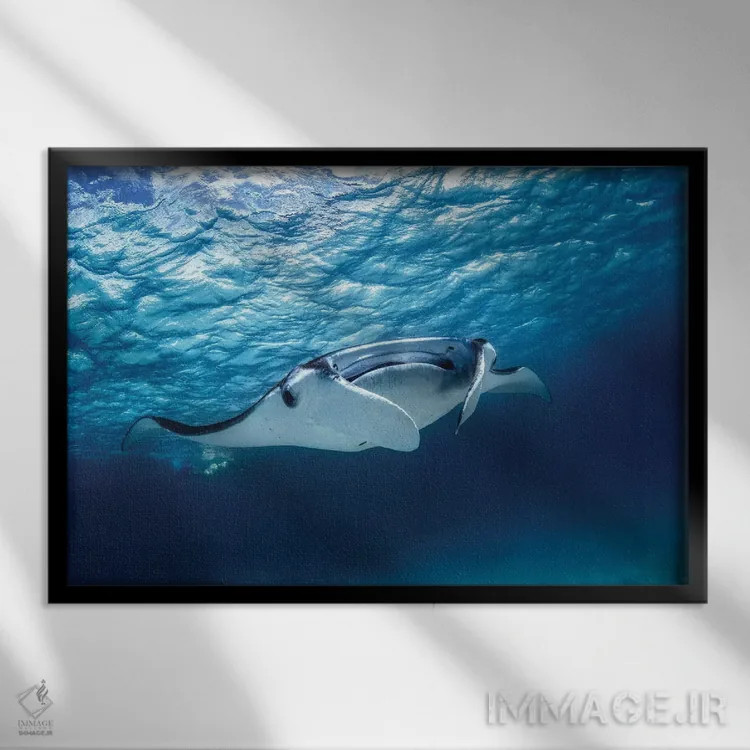 تابلو مانتا ری (نوعی سفرهماهی) اثر باراتیو گابریل - نمای قابدار مشکی