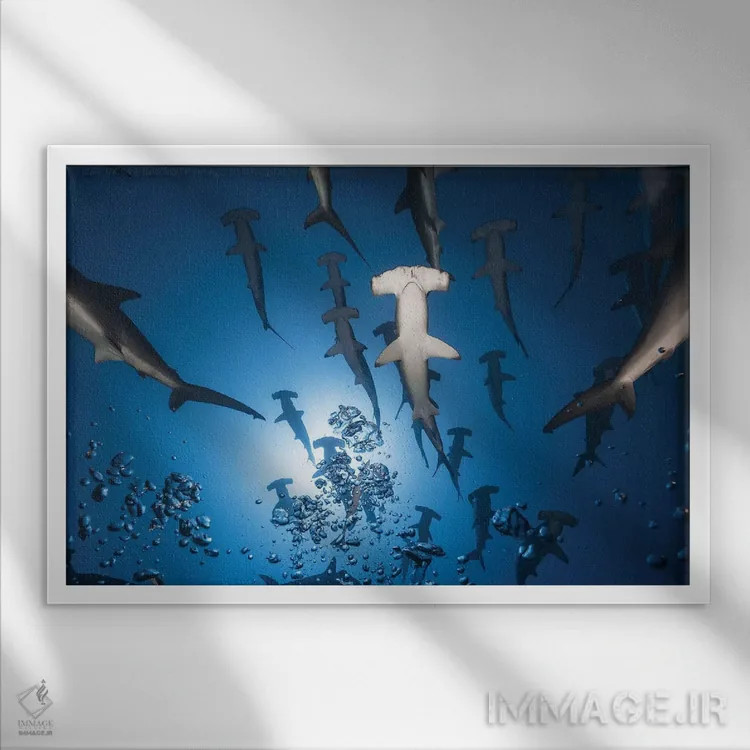 تابلو کوسه چکشی اثر باراتیو گابریل - نمای قابدار سفید