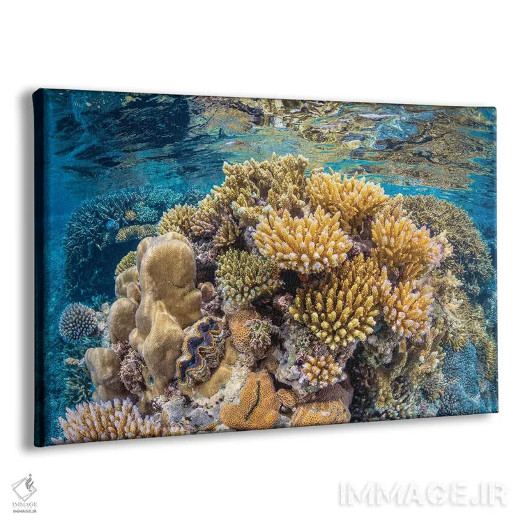 تابلو صخره مرجانی مایوت (فرانسه) اثر باراتیو گابریل - نمای پرسپکتیو محصول
