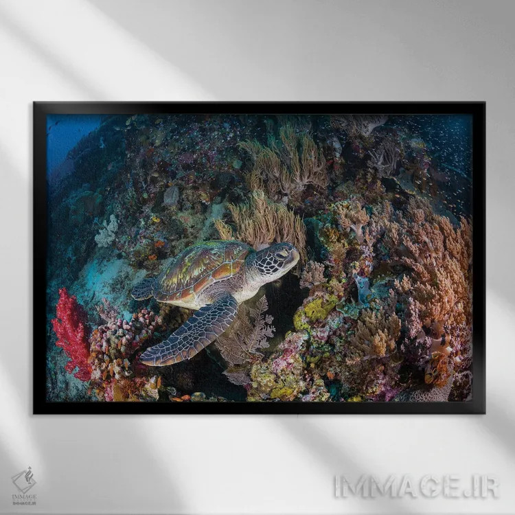 تابلو باغ مرجانی و لاکپشت سبز اثر باراتیو گابریل - نمای قابدار مشکی