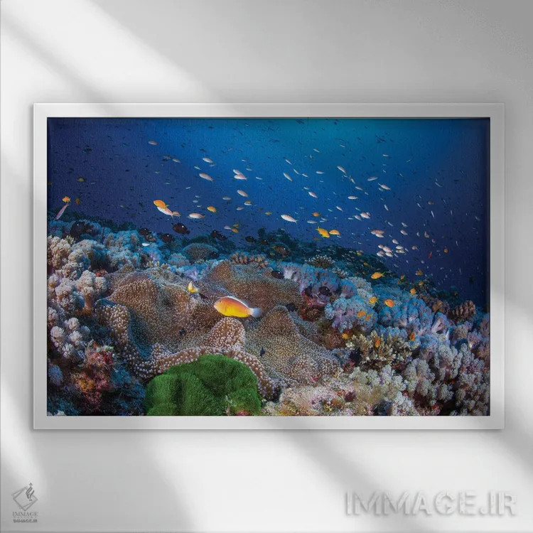 تابلو شقایق دریایی و آنتیاس (ماهی مرجانی) اثر باراتیو گابریل - نمای قابدار سفید