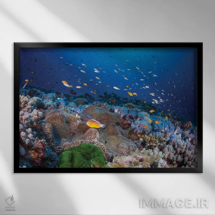 تابلو شقایق دریایی و آنتیاس (ماهی مرجانی) اثر باراتیو گابریل - نمای قابدار مشکی