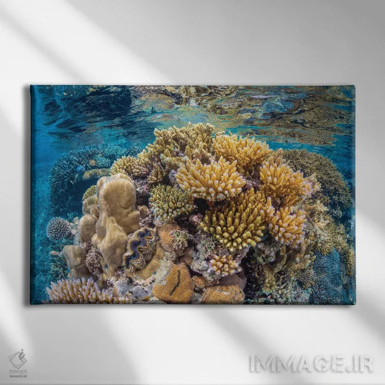 تابلو صخره مرجانی مایوت (فرانسه) اثر باراتیو گابریل - نمای روبهرو روی دیوار