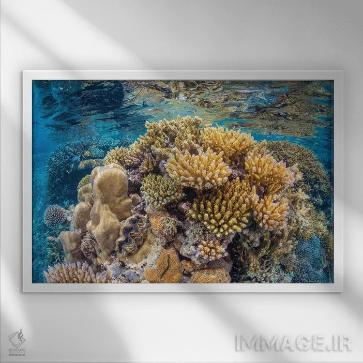 تابلو صخره مرجانی مایوت (فرانسه) اثر باراتیو گابریل - نمای قابدار سفید
