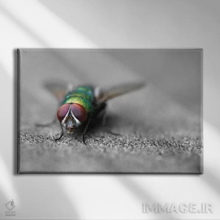 تابلو سلام اثر بن هاین (هنرمند بلژیکی) - نمای روبهرو روی دیوار