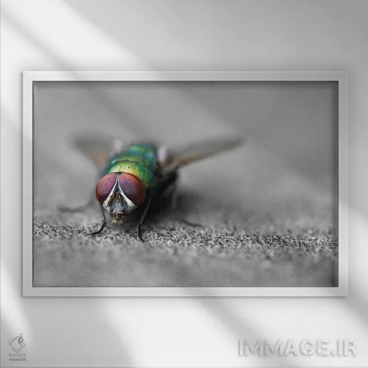 تابلو سلام اثر بن هاین (هنرمند بلژیکی) - نمای قابدار سفید