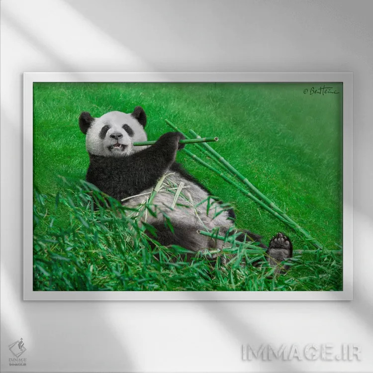 تابلو پاندای بامزه اثر بن هاین (هنرمند بلژیکی) - نمای قابدار سفید