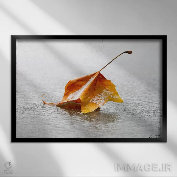 تابلو ترد اثر بن هاین (هنرمند بلژیکی) - نمای قابدار مشکی