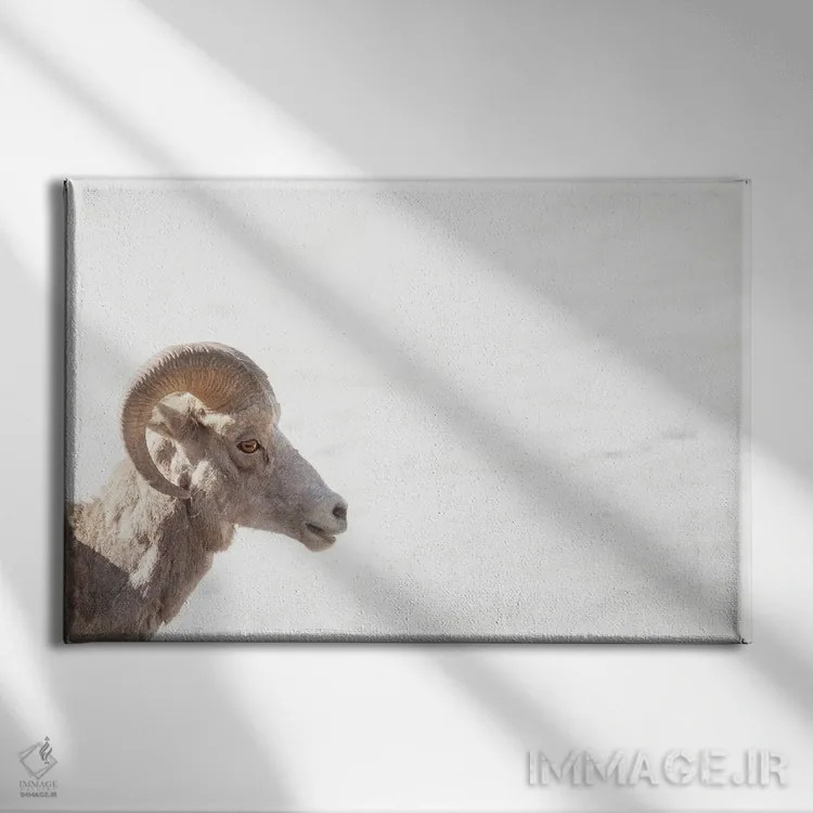 تابلو چشم گوسفند کوهی اثر بنجامین پاجت - نمای روبهرو روی دیوار