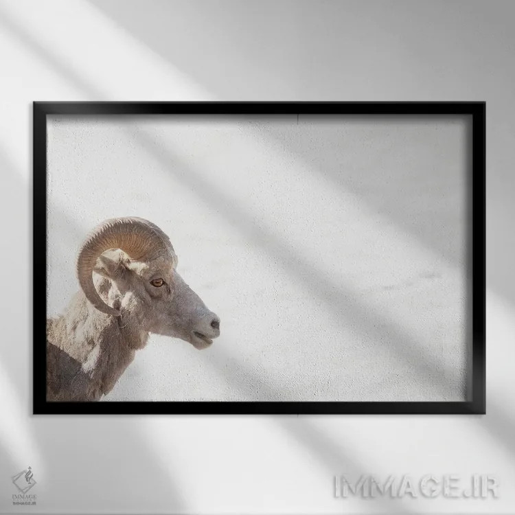 تابلو چشم گوسفند کوهی اثر بنجامین پاجت - نمای قابدار مشکی