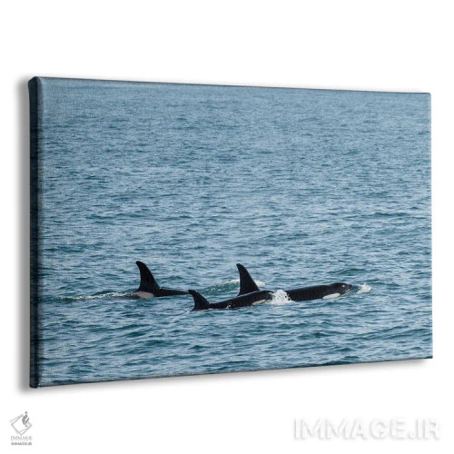 تابلو سهگانهٔ نهنگ قاتل اثر بنجامین پاجت - نمای پرسپکتیو محصول