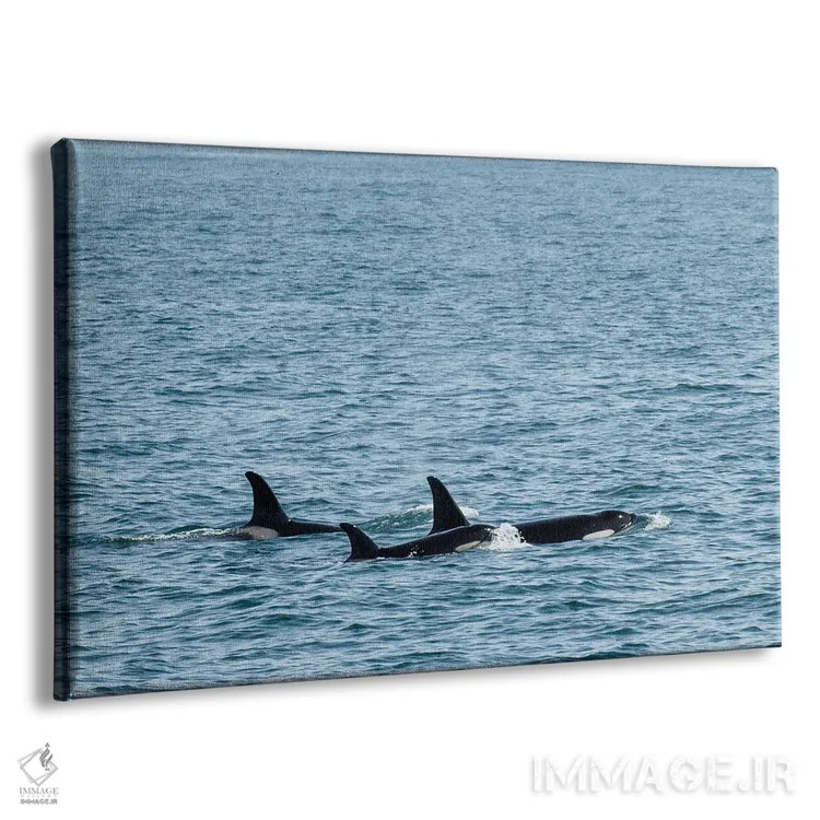 تابلو سهگانهٔ نهنگ قاتل اثر بنجامین پاجت - نمای پرسپکتیو محصول