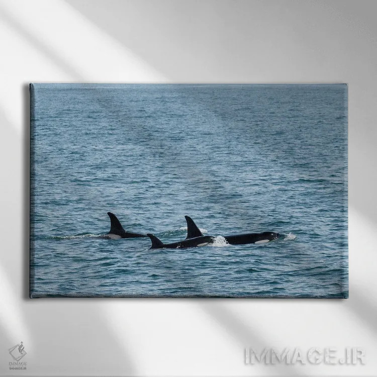 تابلو سهگانهٔ نهنگ قاتل اثر بنجامین پاجت - نمای روبهرو روی دیوار