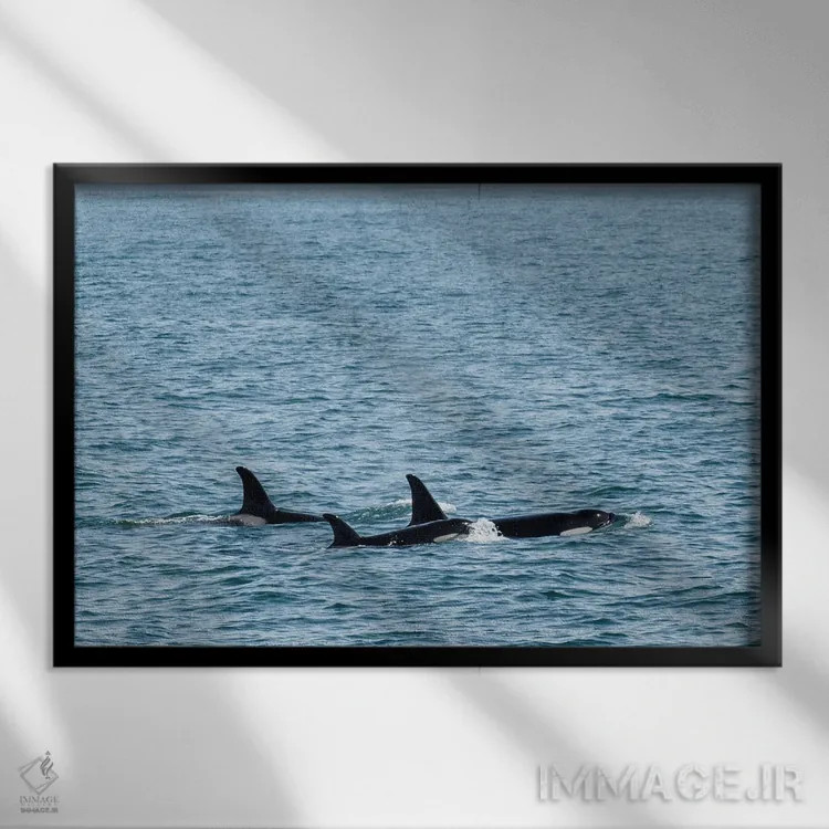 تابلو سهگانهٔ نهنگ قاتل اثر بنجامین پاجت - نمای قابدار مشکی