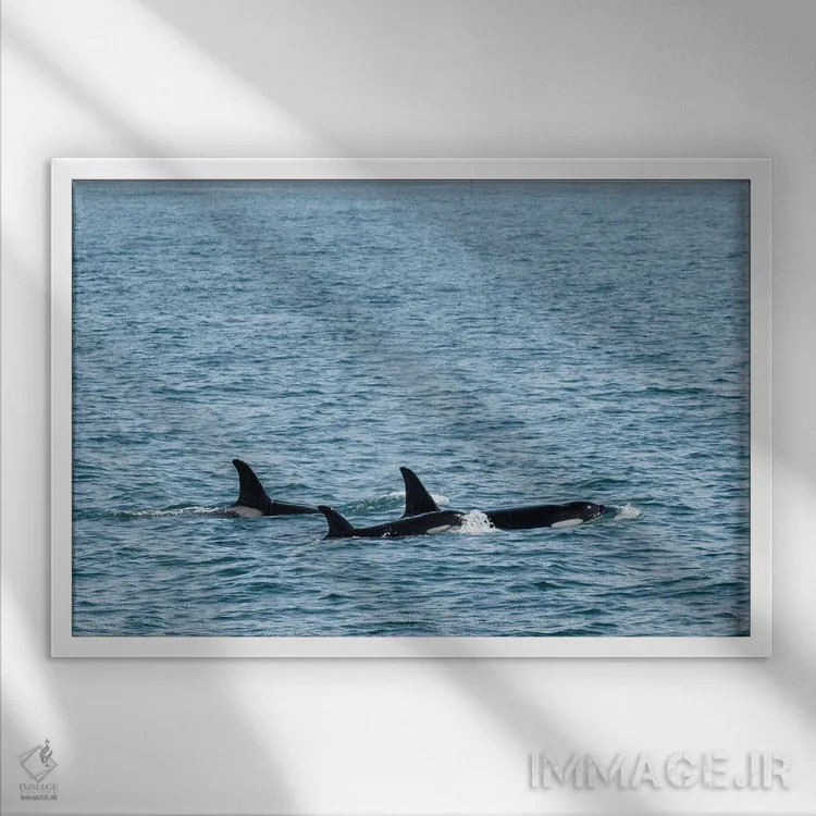 تابلو سهگانهٔ نهنگ قاتل اثر بنجامین پاجت - نمای قابدار سفید