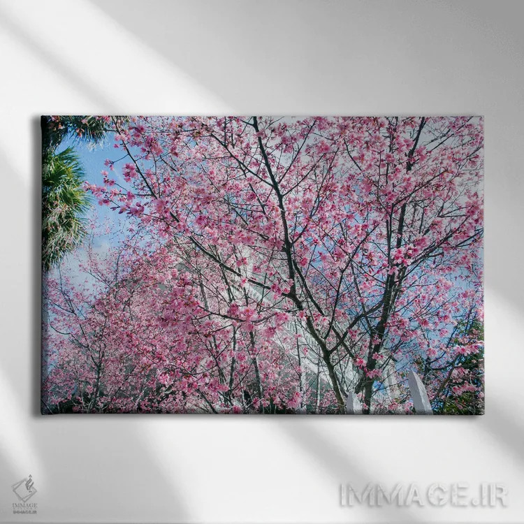 تابلو شکوفههای گیلاس چارلستون اثر بنجامین پاجت - نمای روبهرو روی دیوار