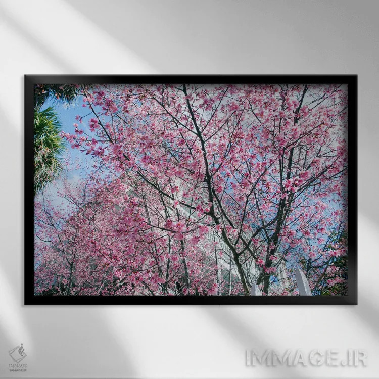 تابلو شکوفههای گیلاس چارلستون اثر بنجامین پاجت - نمای قابدار مشکی