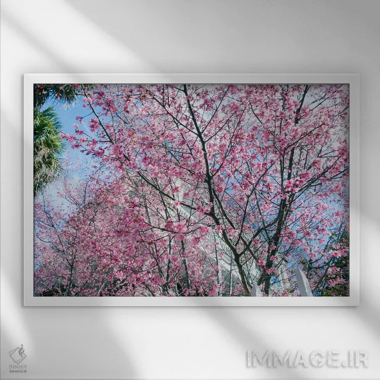 تابلو شکوفههای گیلاس چارلستون اثر بنجامین پاجت - نمای قابدار سفید