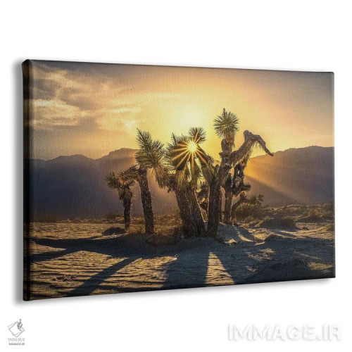 تابلو درخت یوشوا اثر استیو برکلی - نمای پرسپکتیو محصول