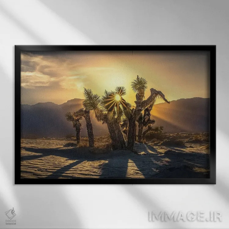 تابلو درخت یوشوا اثر استیو برکلی - نمای قابدار مشکی