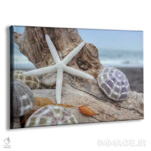 تابلو صدفهای ساحل هلالی VII اثر آلن بلاوشتاین - نمای پرسپکتیو محصول