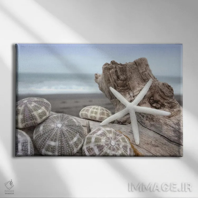 تابلو صدفهای ساحل هلالی V اثر آلن بلاوشتاین - نمای روبهرو روی دیوار