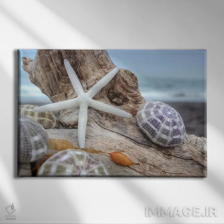 تابلو صدفهای ساحل هلالی VII اثر آلن بلاوشتاین - نمای روبهرو روی دیوار