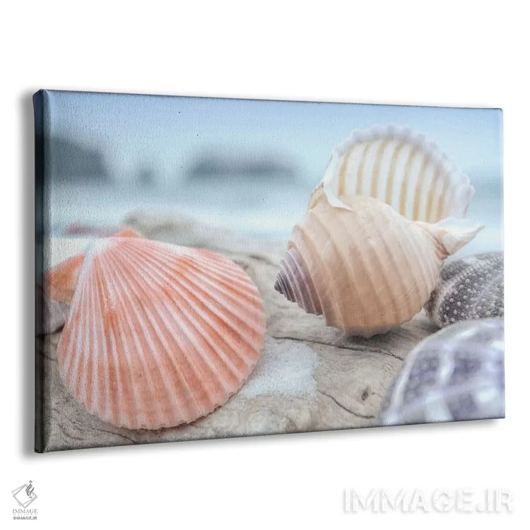 تابلو صدفهای ساحل هلالی X اثر آلن بلاوشتاین - نمای پرسپکتیو محصول