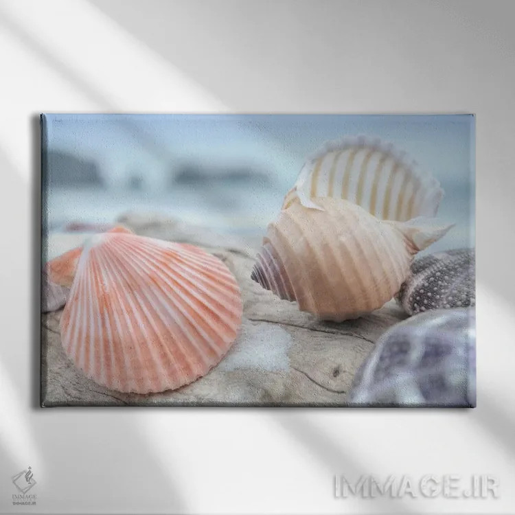 تابلو صدفهای ساحل هلالی X اثر آلن بلاوشتاین - نمای روبهرو روی دیوار