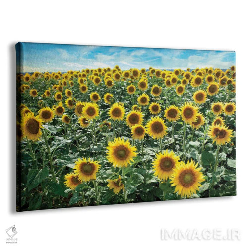 تابلو آفتابگردانهای کوتونا I اثر آلن بلاوشتاین - نمای پرسپکتیو محصول