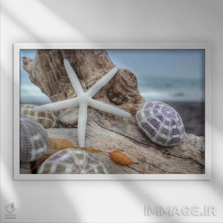تابلو صدفهای ساحل هلالی VII اثر آلن بلاوشتاین - نمای قابدار سفید