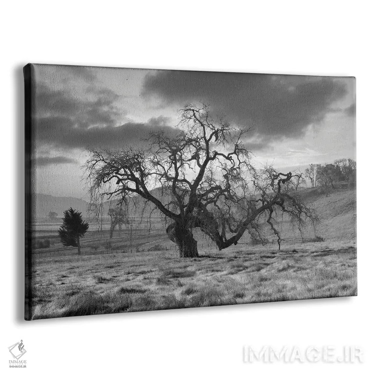 تابلو مجموعه بلوط ساحلی XLVI اثر آلن بلاوشتاین - نمای پرسپکتیو محصول