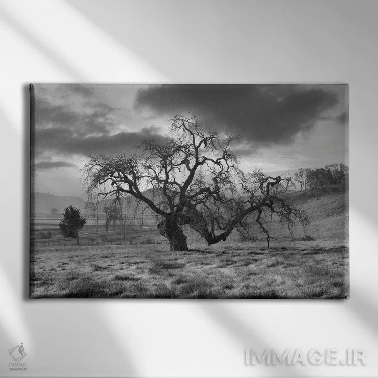 تابلو مجموعه بلوط ساحلی XLVI اثر آلن بلاوشتاین - نمای روبهرو روی دیوار