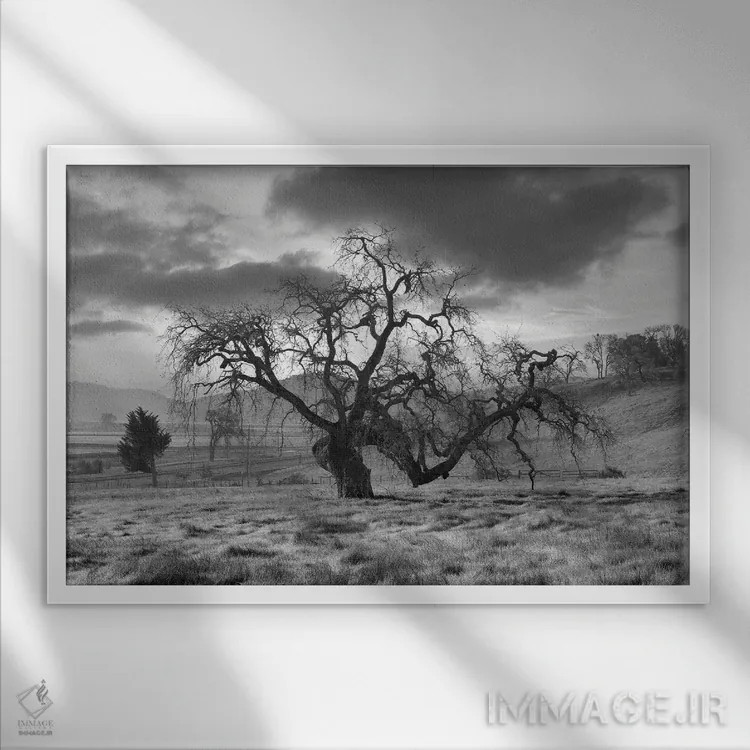 تابلو مجموعه بلوط ساحلی XLVI اثر آلن بلاوشتاین - نمای قابدار سفید