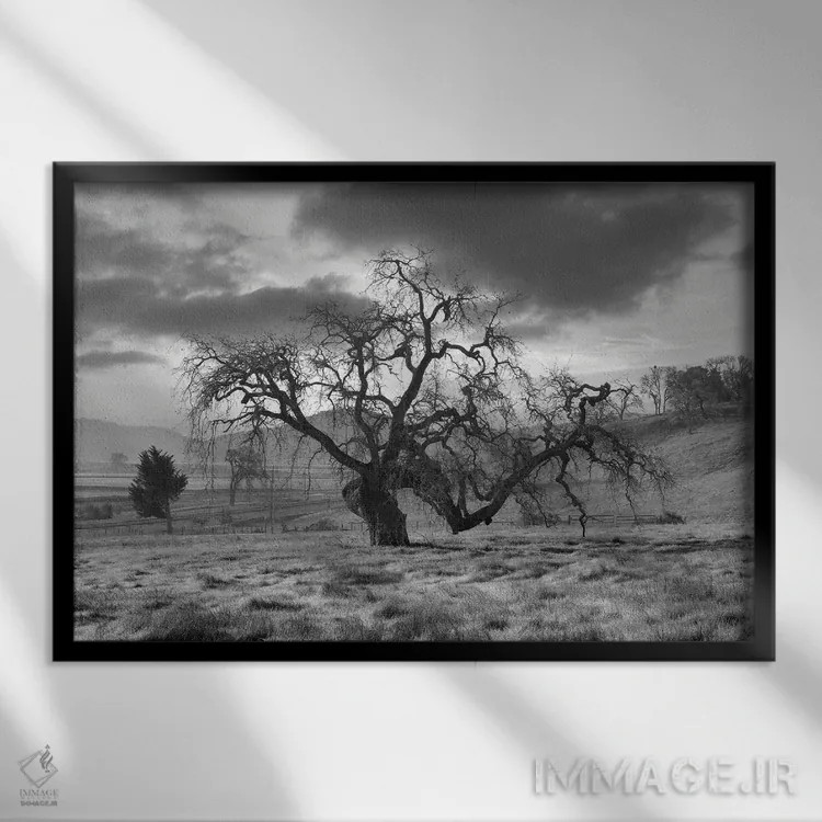 تابلو مجموعه بلوط ساحلی XLVI اثر آلن بلاوشتاین - نمای قابدار مشکی