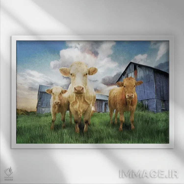 تابلو سه گوساله کنجکاو اثر بلوبرد بارن (استودیوی هنری) - نمای قابدار سفید