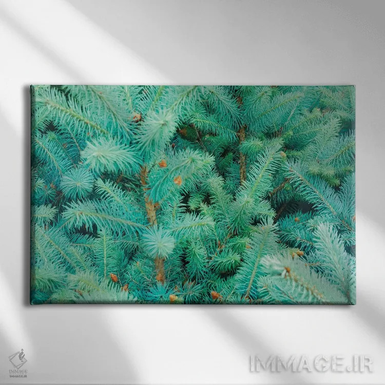 تابلو خارهای درخت کاج اثر بلی - نمای روبهرو روی دیوار