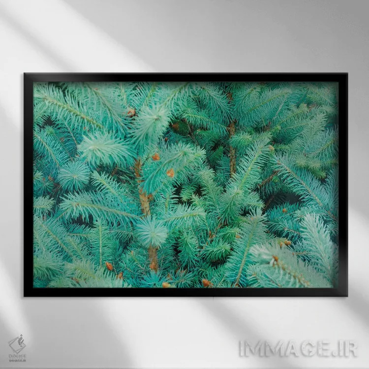 تابلو خارهای درخت کاج اثر بلی - نمای قابدار مشکی