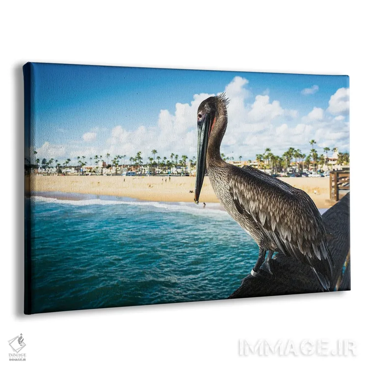 تابلو پلیکان اسکله بالبوآ (کالیفرنیا) اثر جان بیلوس - نمای پرسپکتیو محصول