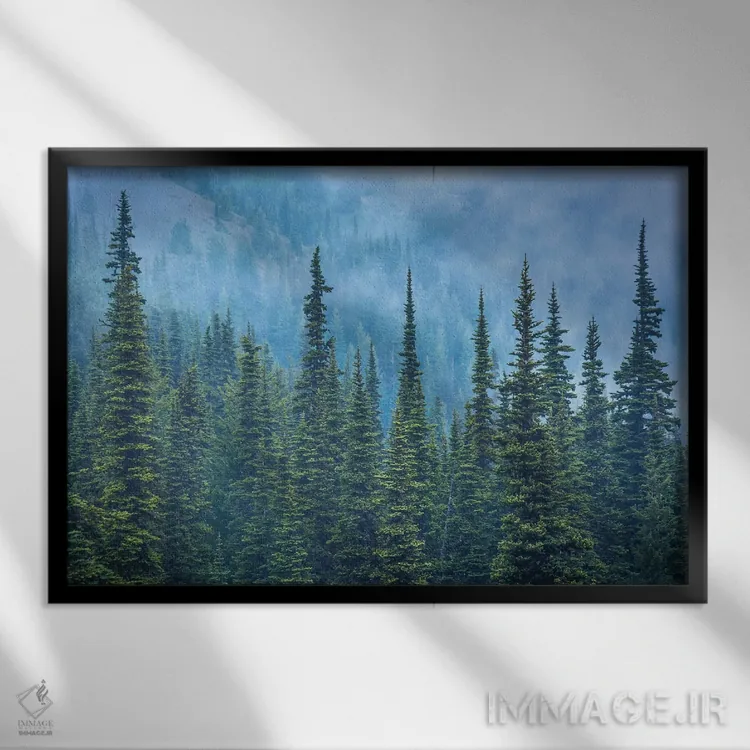 تابلو درختان کاج در رشتهکوه هاریکن اثر جان بیلوس - نمای قابدار مشکی