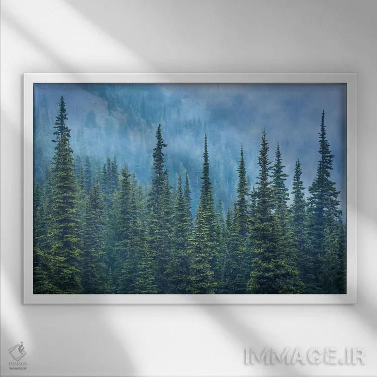 تابلو درختان کاج در رشتهکوه هاریکن اثر جان بیلوس - نمای قابدار سفید