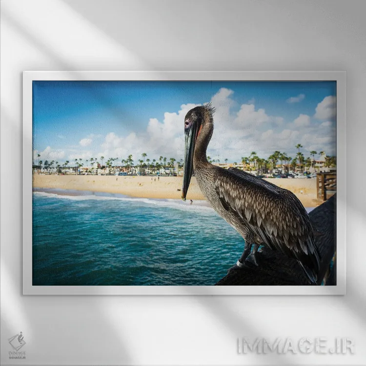 تابلو پلیکان اسکله بالبوآ (کالیفرنیا) اثر جان بیلوس - نمای قابدار سفید