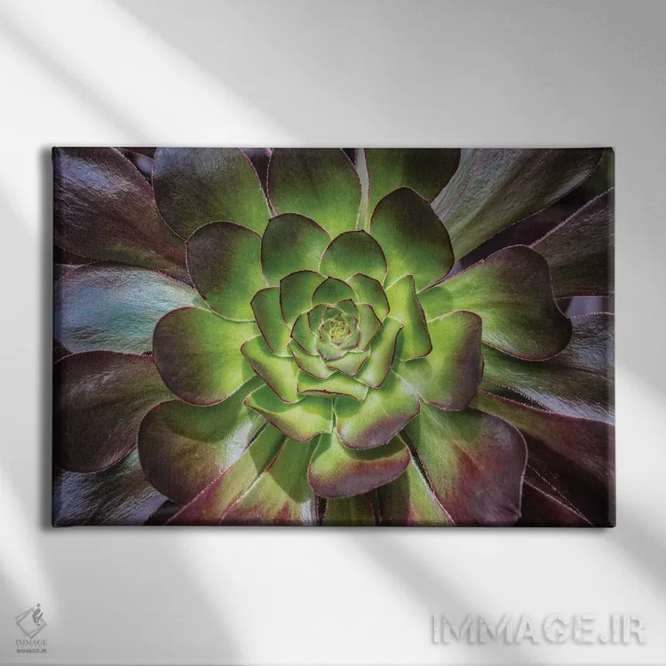 تابلو رز سیاه اثر باربارا مارکوف - نمای روبهرو روی دیوار