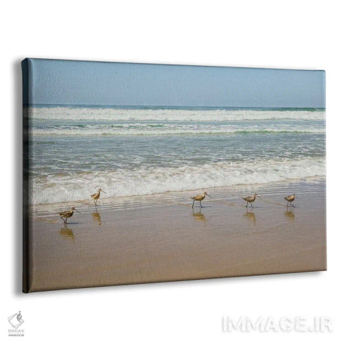 تابلو پرندگان در ساحل لاجولا اثر باربارا مارکوف - نمای پرسپکتیو محصول