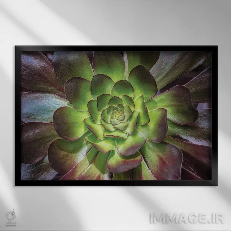 تابلو رز سیاه اثر باربارا مارکوف - نمای قابدار مشکی