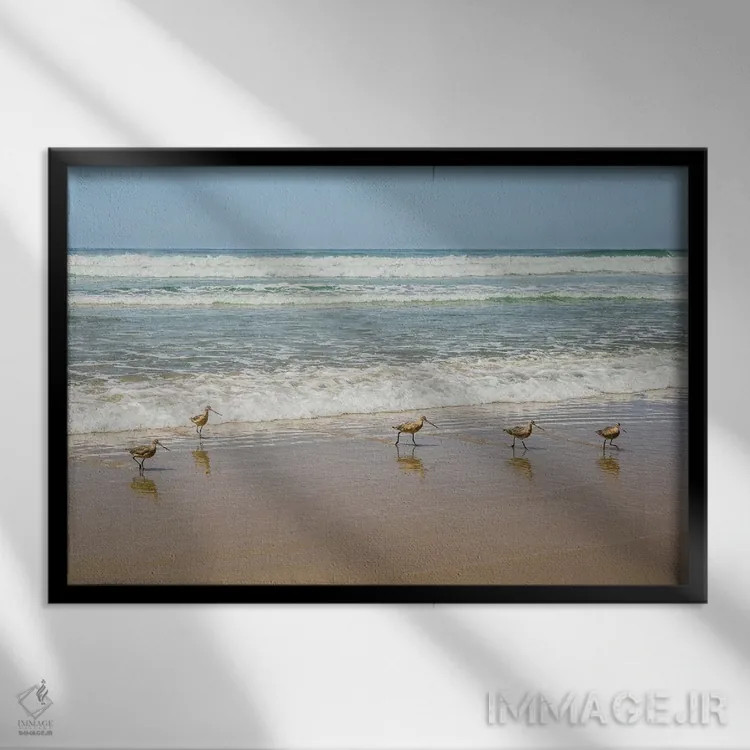 تابلو پرندگان در ساحل لاجولا اثر باربارا مارکوف - نمای قابدار مشکی
